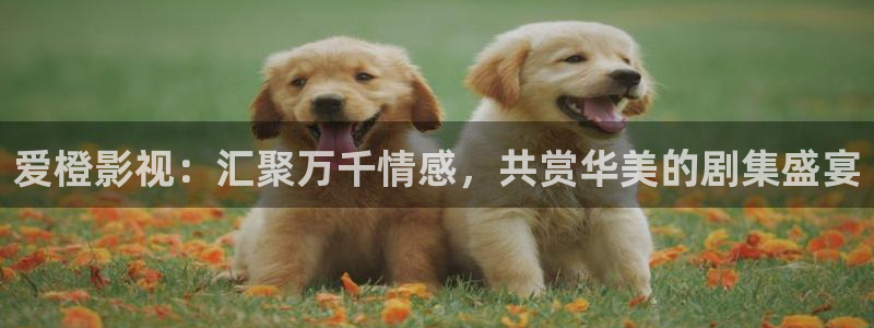 777米奇奇米在线影院：爱橙影视：汇聚万千情感，共赏华美的剧集盛宴